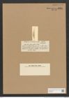 Amphora castracanei D.T. (de-Toni-Nr.: Genus 36, Species 1514) Zeichnungen Sammlung Grunow Nr. 2934 (NHMW-BOT-W0370281)